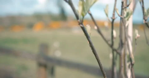 Buds growing on a tree Video stock 238995295