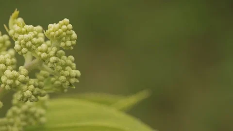Buds Of Hydrangea Paniculata Siebold Pha... | Stock Video | Pond5