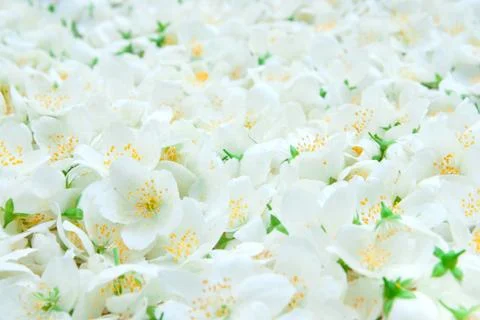 Buds of jasmine background Stock Photos