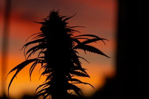 Buds of marijuana at sunset, in silhouette. Stock Photos