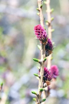 The buds of mountain pine Stock Photos
