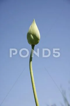 Buds nelumbo lotus Stock Photos