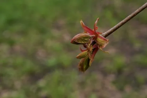 Buds of Norway maple in springtime Stock Photos
