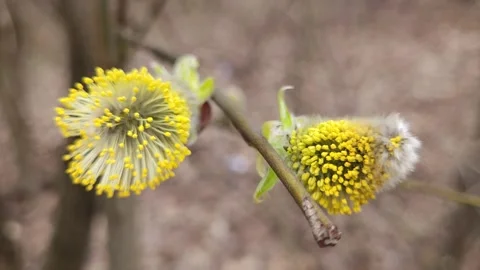 Buds open on a branch in spring. 4k Stock Footage 184963331