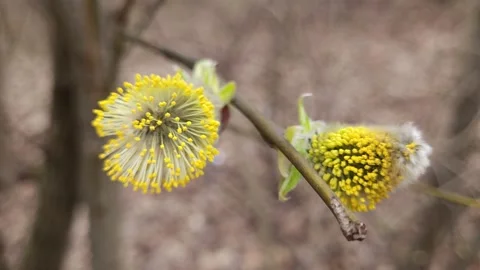 Buds open on a branch in spring. Video stock 184963389