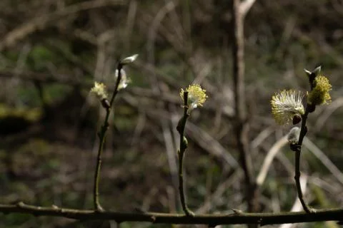Buds open on a branch of a young tree Stock Photos
