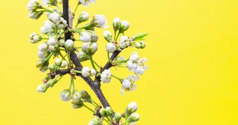 Buds opening on a cherry branch against yellow background Video stock 183815646
