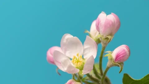 Buds opening time lapse. Blooming apple tree flowers in spring Video stock 166320282