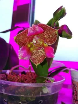 Buds of orchids under phytolamp in spring Stock Photos