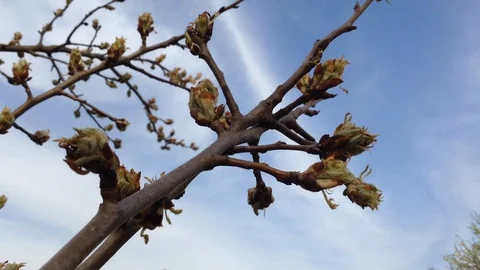 Buds of a Pear tree in The Blue Sky close up – Crimea Stock Footage 89325162