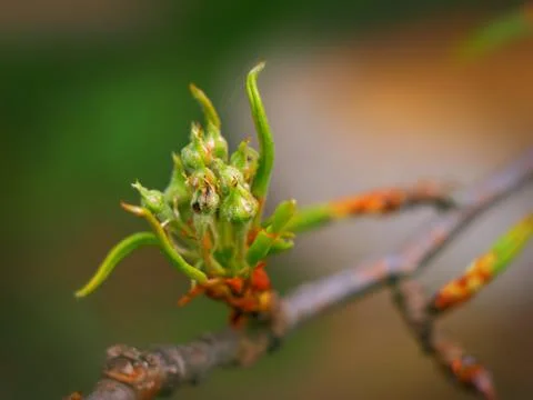 Buds of the pear tree, leaves, spring before flowering Stock Photos