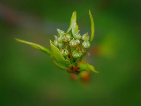 Buds of the pear tree Stock Photos