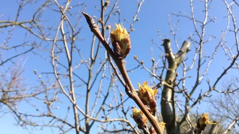 Buds of a pear tree in spring close up – Crimea 2 Stock Footage 89324608
