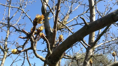 Buds of a pear tree in spring close up - Crimea Stock Footage 89324635
