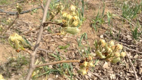 Buds of a pear tree in spring close up – Crimea 3 Stock Footage 89326298