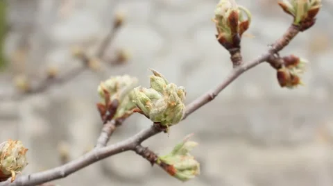 Buds on pear tree in spring day Vídeo Stock 48551593