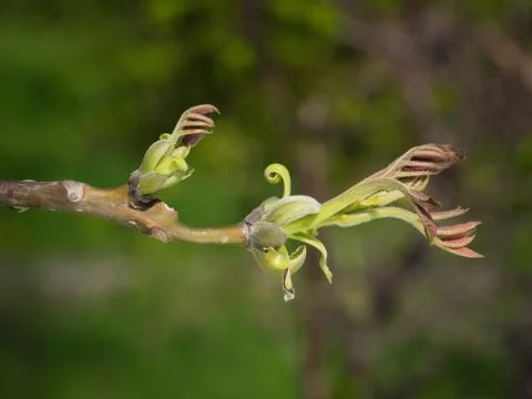 Buds of Persian walnut tree Stock Photos