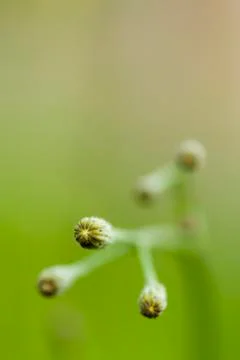 Buds Stock Photos
