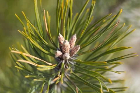 Buds of pine. Macro. Closeup view. Stock Photos