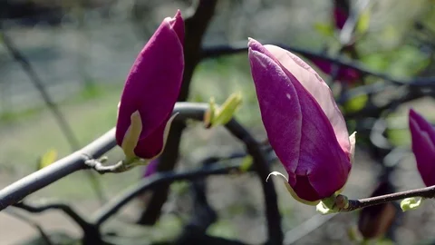 Buds of the pink magnolia Stock-Footage 111724889