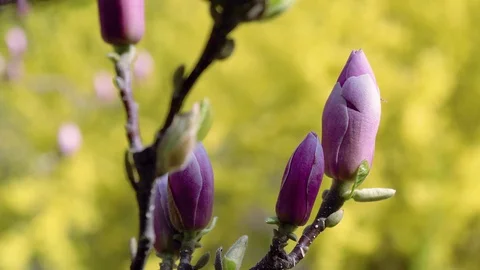 Buds of the pink magnolia Video stock 115550002