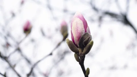 Buds of the pink magnolia Stock-Footage 117185785