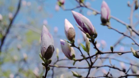 Buds of the pink magnolia 動画素材 119037378