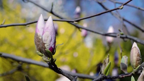 Buds of the pink magnolia Video stock 119037487
