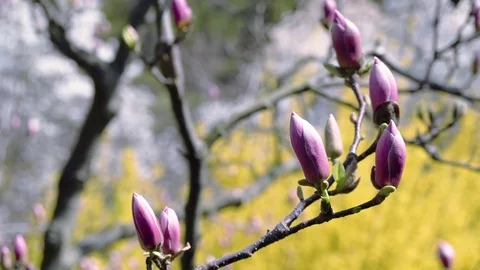 Buds of the pink magnolia Stock-Footage 119171300