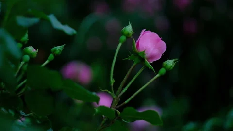 Buds of pink roses in the evening after rain. Beautiful flowers. Stock Footage 134282885