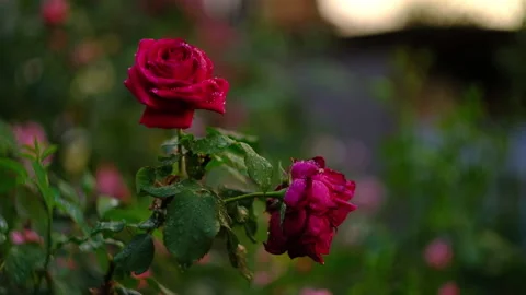 Buds of pink roses in the evening after rain. Beautiful flowers. Stock-Footage 134282968