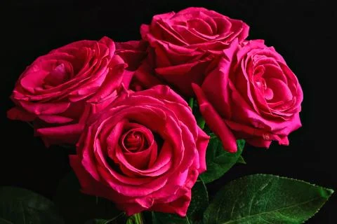 Buds of pink roses. Stock Photos