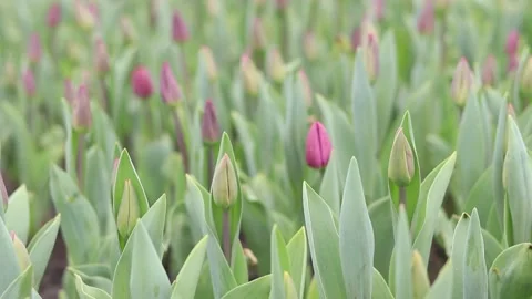 Buds of pink tulips close-up. Glade of tulips in spring Video stock 238702553