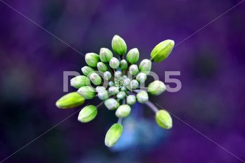 Buds of plant Stock Photos