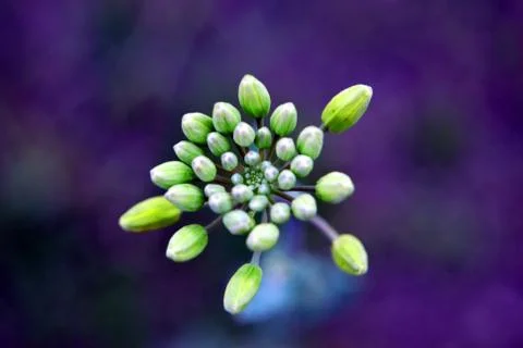 Buds of plant 스톡 사진