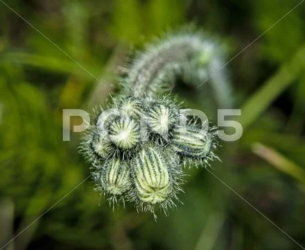 Buds of plants Stock Photos