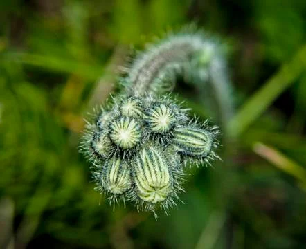 Buds of plants Stock Photos
