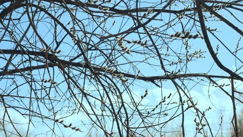 Buds of pussy willow Stock Footage 105646046