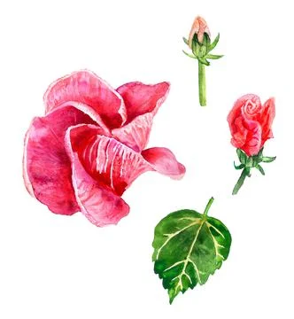 Buds of red hibiscus Stock Illustration