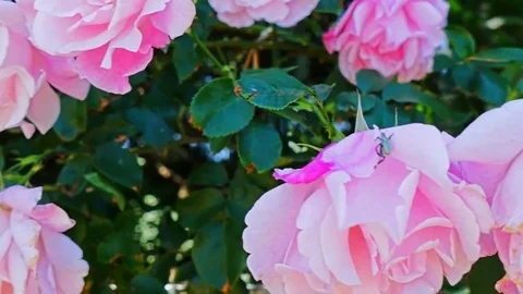 The buds of red roses Vídeos de archivo 73306995