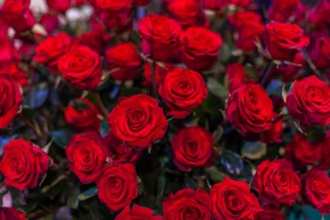 Buds of red roses. Stock Photos