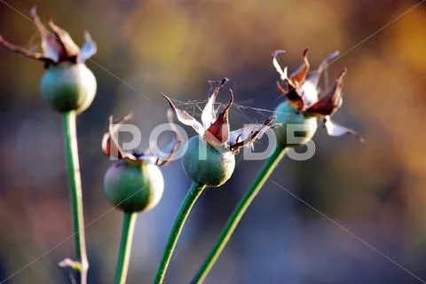 Buds of roses Stock Photos
