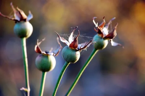 Buds of roses 스톡 사진
