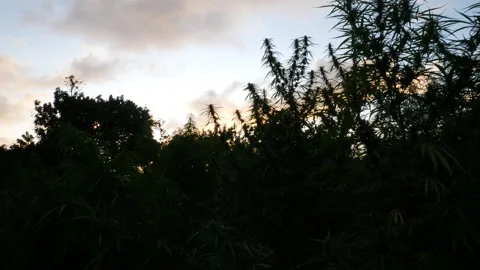 Buds Silhouette Stock Footage 165414144