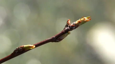 Buds slow motion Vídeo Stock 49040217