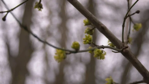 Buds slow motion Stock Footage 87691630