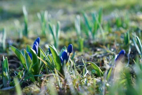 Buds of small spring flowers crocuses Stock Photos