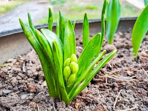 The buds of the spring flower, geocynth, bloom in the garden Stock Photos