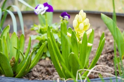 The buds of the spring flower, geocynth, bloom in the garden Stock Photos