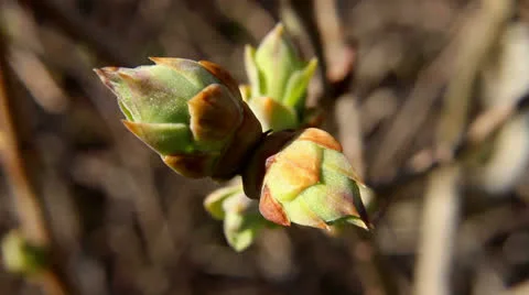 Buds at Spring Stock-Footage 22724751